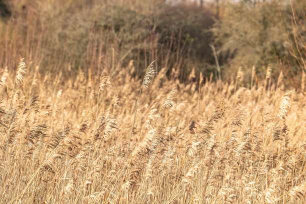 湿地上的芦苇图片下载