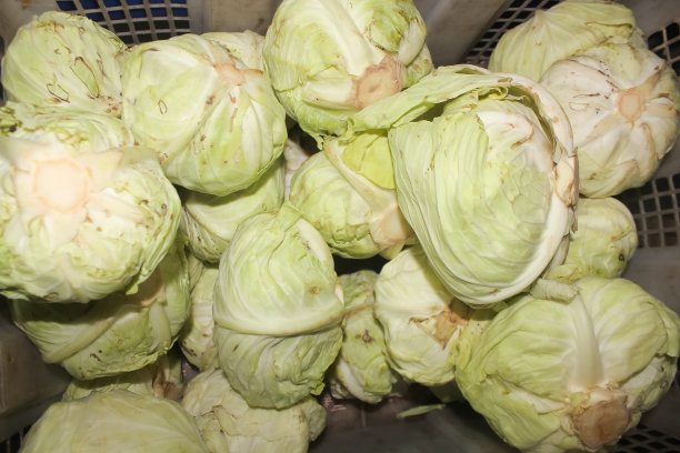 一堆卷心菜蔬菜的照片图片下载
