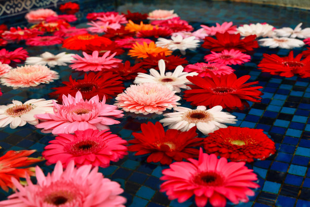 瓦片水田，花瓣缤纷图片下载