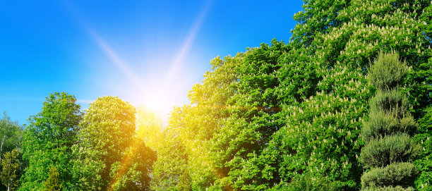 开花的栗树。春天明媚的晴天。宽的照片。图片下载