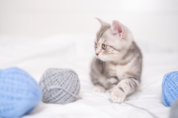 灰色条纹的小猫睡在白色的床上纱线球。苏格兰小猫，明信片或日历。图片下载