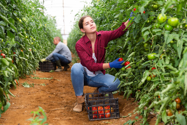 雇佣工人收割西红柿图片下载