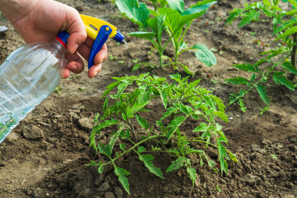 在开花前用杀菌剂对番茄幼苗进行防治病虫害的处理。用喷雾器喷洒植物。花园护理图片下载