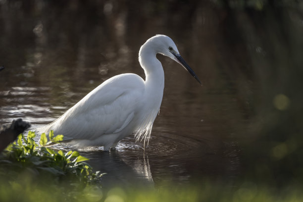 寻找食物的白鹭图片下载