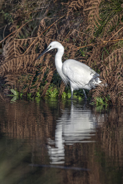 白鹭正在寻找他的早餐图片下载