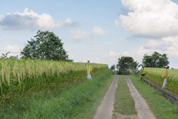 印度尼西亚巴厘岛的梯田图片下载