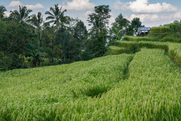 印度尼西亚巴厘岛的梯田图片下载