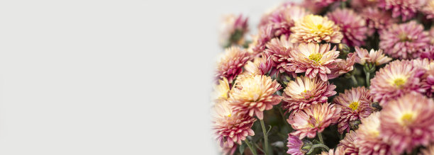 菊花。花园。花朵装饰。花卉设计。横幅。本空间图片下载