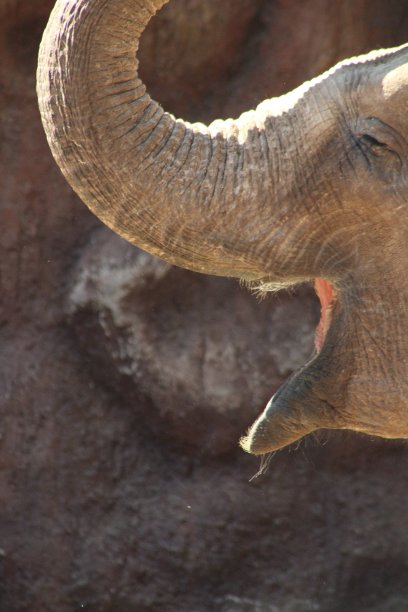 大象的图片图片下载
