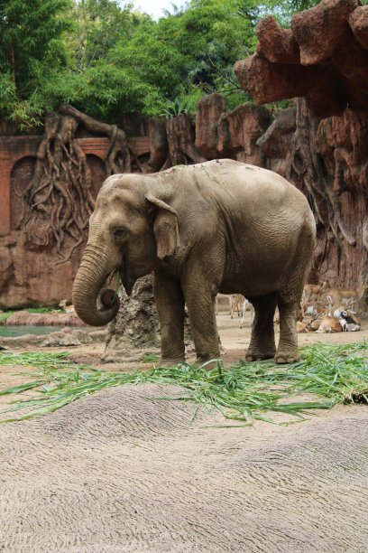 一只正在吃饭的大象图片下载