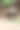 一只正在吃饭的大象图片下载