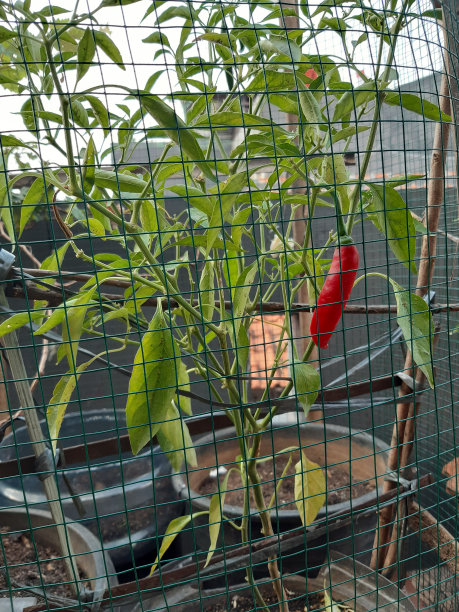 红辣椒种植在花盆上图片下载