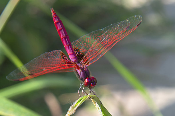 在泰国北部湄洪顺(Mae Hong Soon)的帕伊(Pai)温泉附近，一只雄性红地蝶(短尾红地蝶)图片下载