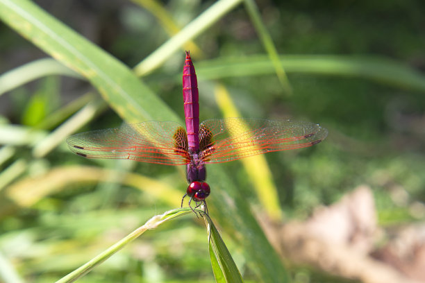 在泰国北部湄洪顺(Mae Hong Soon)的帕伊(Pai)温泉附近，一只雄性红地蝶(短尾红地蝶)图片下载