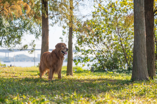 金毛猎犬走在树林里的草地上图片下载