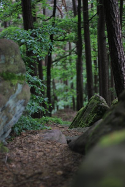 走进德国的森林图片下载