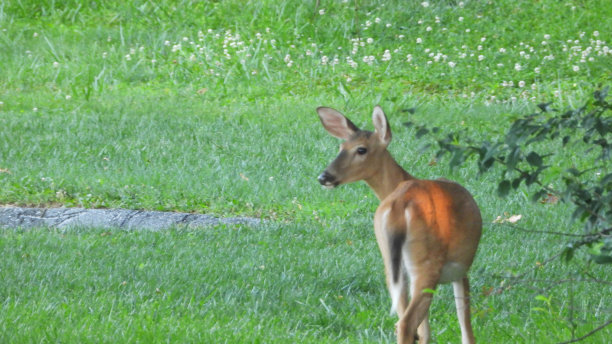 年轻的鹿图片下载