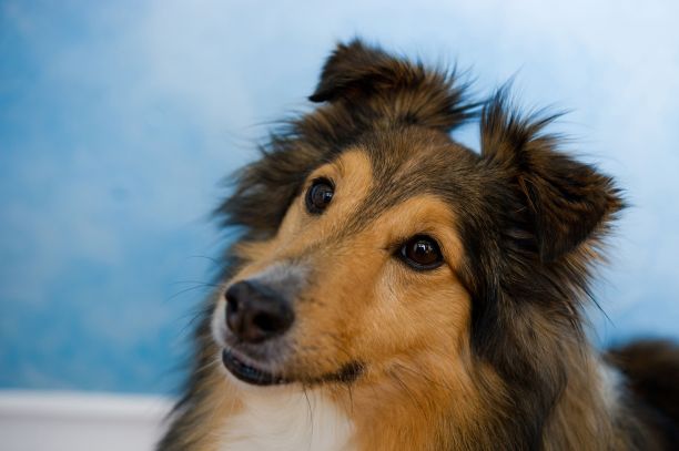 蓝色背景上美丽的喜乐蒂牧羊犬特写图片下载