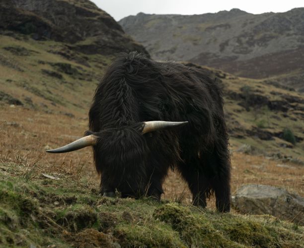 在牧场上吃草的棕色西藏牦牛图片下载