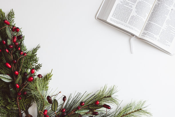 打开圣经和常绿树枝图片下载