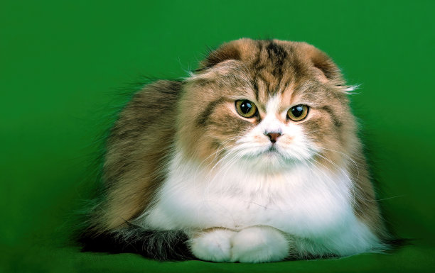 可爱的苏格兰折耳猫图片下载