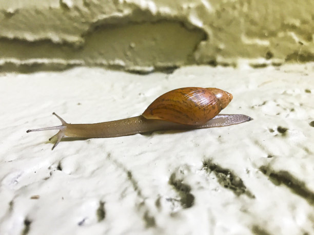 蜗牛园林动物图片下载