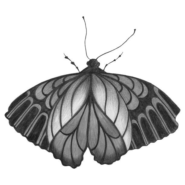 手绘蝴蝶孤立的白色背景。图片下载