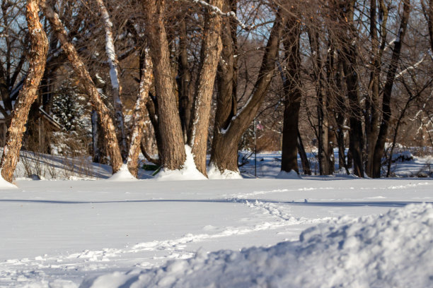 积雪覆盖的草坪上，树木环绕，新鲜的鹿足迹图片下载