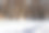 积雪覆盖的草坪上，树木环绕，新鲜的鹿足迹图片下载