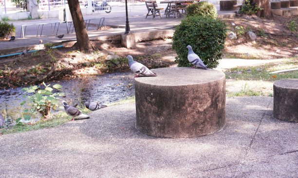 特写镜头:一只灰色的鸽子栖息在公园里的灰色石凳上。图片下载