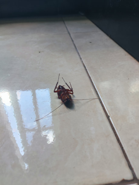 死蟑螂图片下载