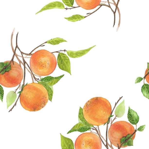 无缝模式的柿子树枝与果实，树叶孤立在白色背景。水彩画植物插图。图片下载