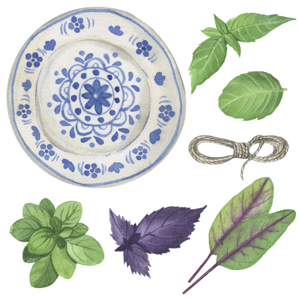 水彩画将元素孤立在白色背景上。插图-园艺，厨房药草，普罗旺斯。欧芹，莳萝，牛至，百里香，薄荷，罗勒图片下载