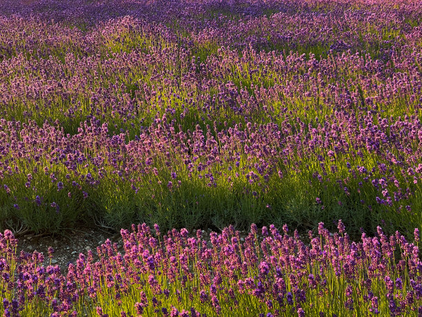 薰衣草在清晨的阳光下闪闪发光图片下载