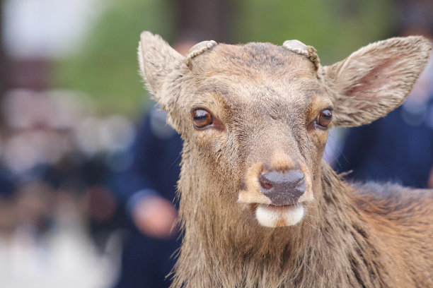野鹿站在大街上图片下载