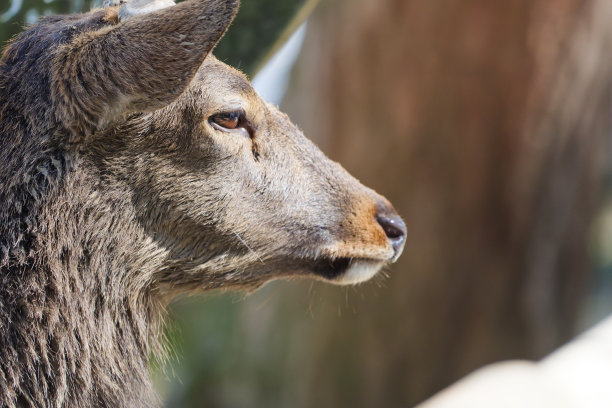 野鹿站在公园周围的主要街道上图片下载