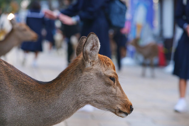 野鹿站在大街上图片下载