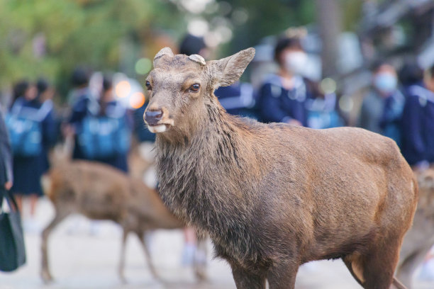 野鹿站在大街上图片下载