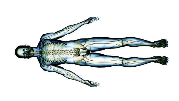 人体骨骼系统的x射线扫描图片下载