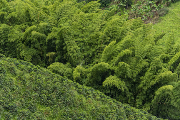 傍晚灯光下的咖啡种植园-库存照片图片下载