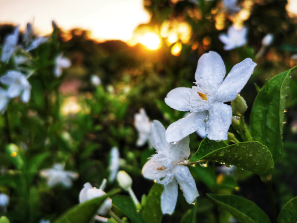 普德比查亚在黎明前的太阳中间的照片这朵花喜欢饱满的太阳。必须定期浇水它通常被种植来掩盖视线和隐私，而不是围栏。图片下载