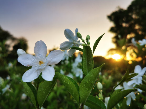 普德比查亚在黎明前的太阳中间的照片这朵花喜欢饱满的太阳。必须定期浇水，以种植而不是围栏。图片下载