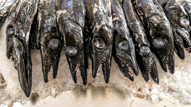 葡萄牙丰沙尔农贸市场的冰上鱼干特写图片下载