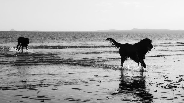 两只狗在沙滩上玩耍的灰度照片图片下载