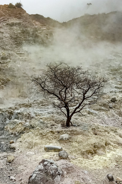 山上的树干了。图片下载