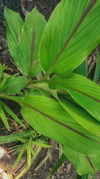 草本植物，天然绿叶姜黄，黑姜黄图片下载