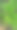 草本植物，天然绿叶姜黄，黑姜黄图片下载