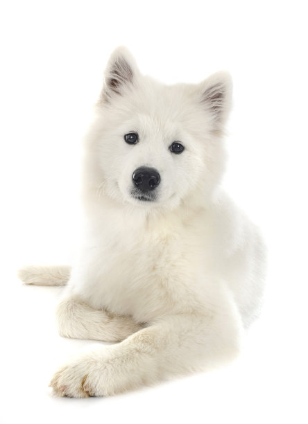 演播室里的萨摩耶犬图片下载