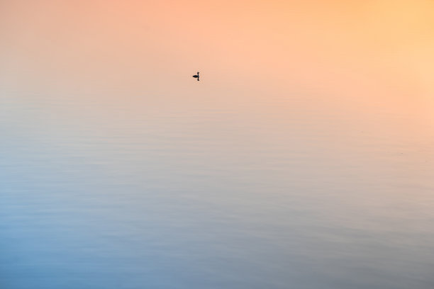 鸭子在湖上游泳图片下载