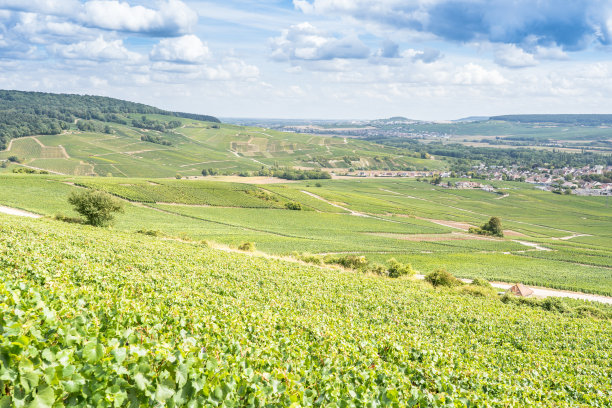 法国香槟葡萄园图片下载